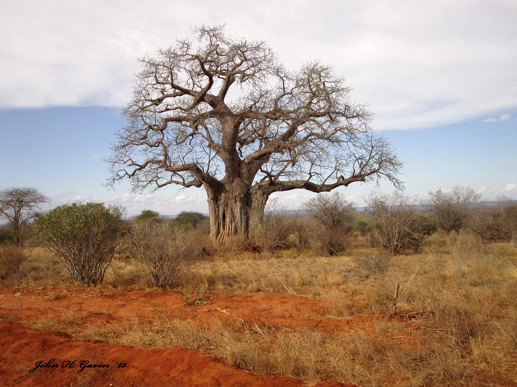 Preserving Peace ~ Legal Stories of African Heritage